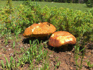 Mushrooms.July.18.18.jpg