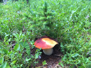 Mushrooms.July.18.26.jpg