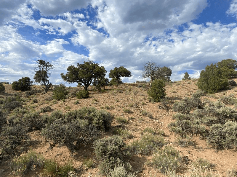 High-desert sagebrush and piñon pines under blue Colorado skies in the Sangre de Cristo Ranches, typical Southern Colorado vacant land terrain